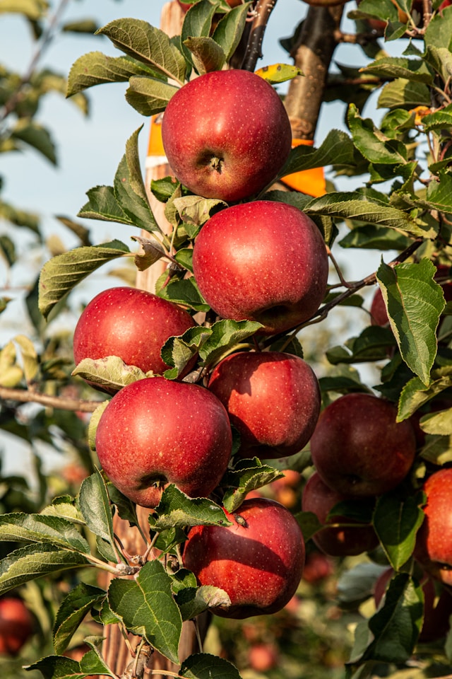 Image of red apples bunch